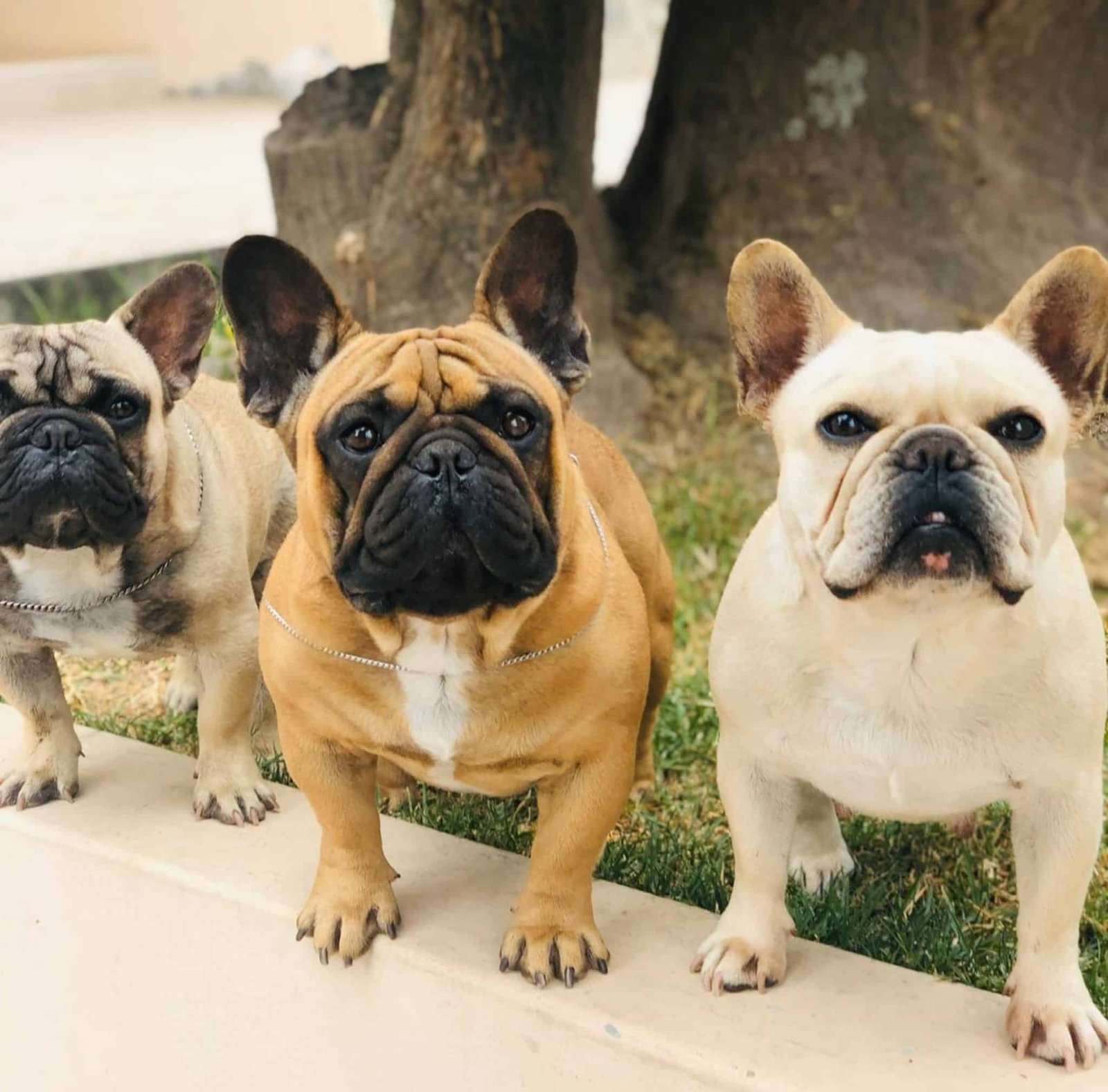 ¿Cuánto cuesta un Bulldog Francés? - Bulldog Francés Ecuador