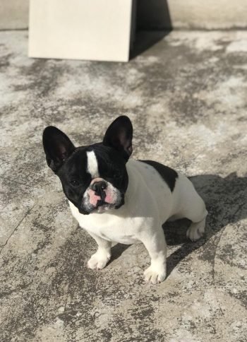 Ady-Bulldog-Frances