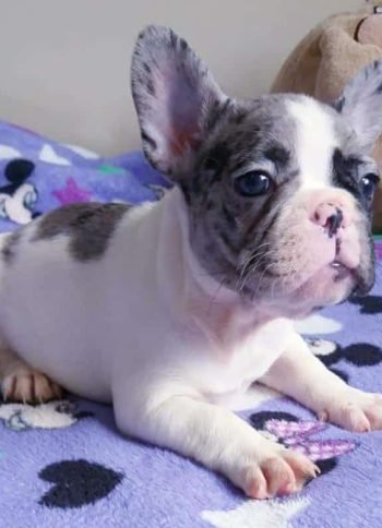 Baby Blue Bulldog Francés Quito