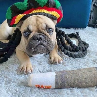 Juguete deivertido bulldog frances