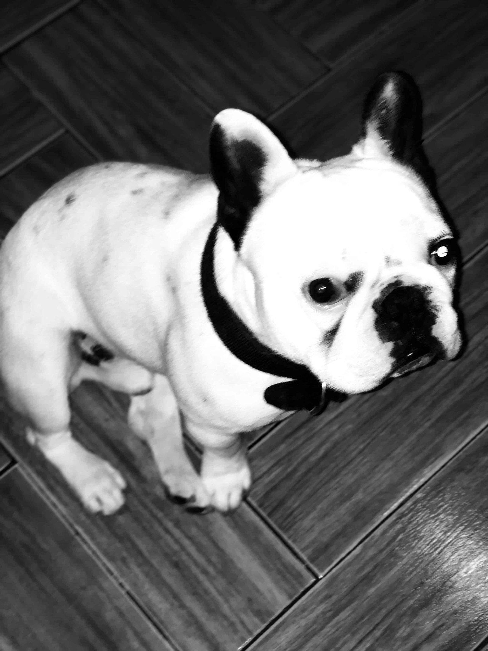 Oliver Bulldog Franc s Ecuador